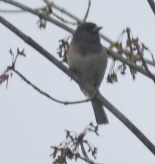 Dark-eyed Junco - ML619980364