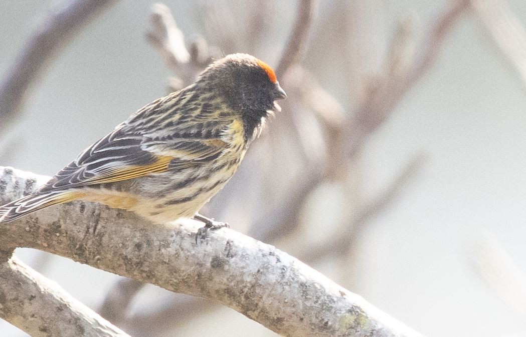 Fire-fronted Serin - ML619980371