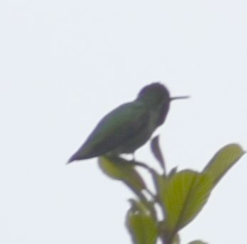 Anna's Hummingbird - ML619980373
