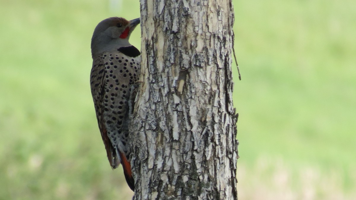 Northern Flicker (Yellow-shafted x Red-shafted) - ML619980374