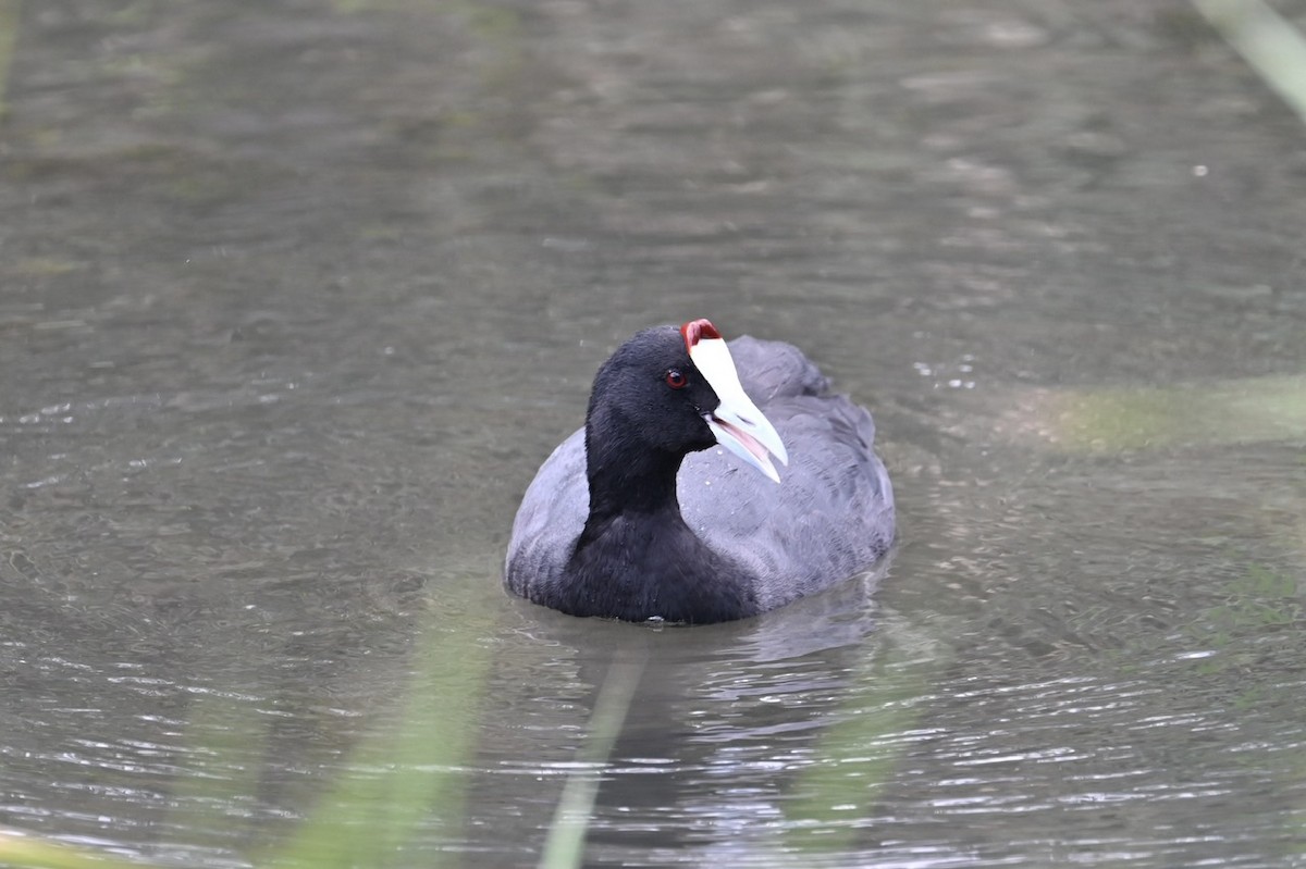 Red-knobbed Coot - ML619980381