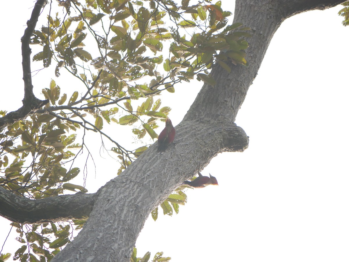 Banded Woodpecker - ML619980391