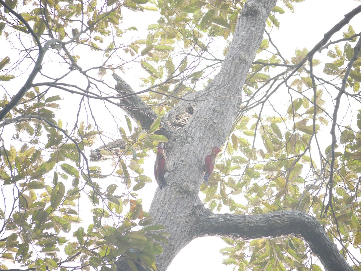 Banded Woodpecker - ML619980392