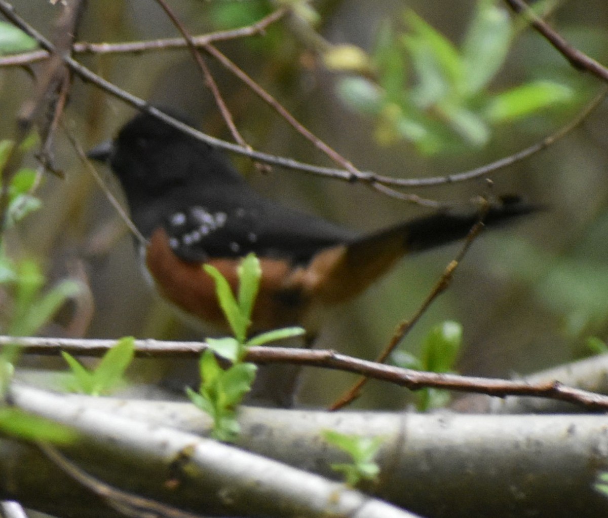 Spotted Towhee - ML619980414