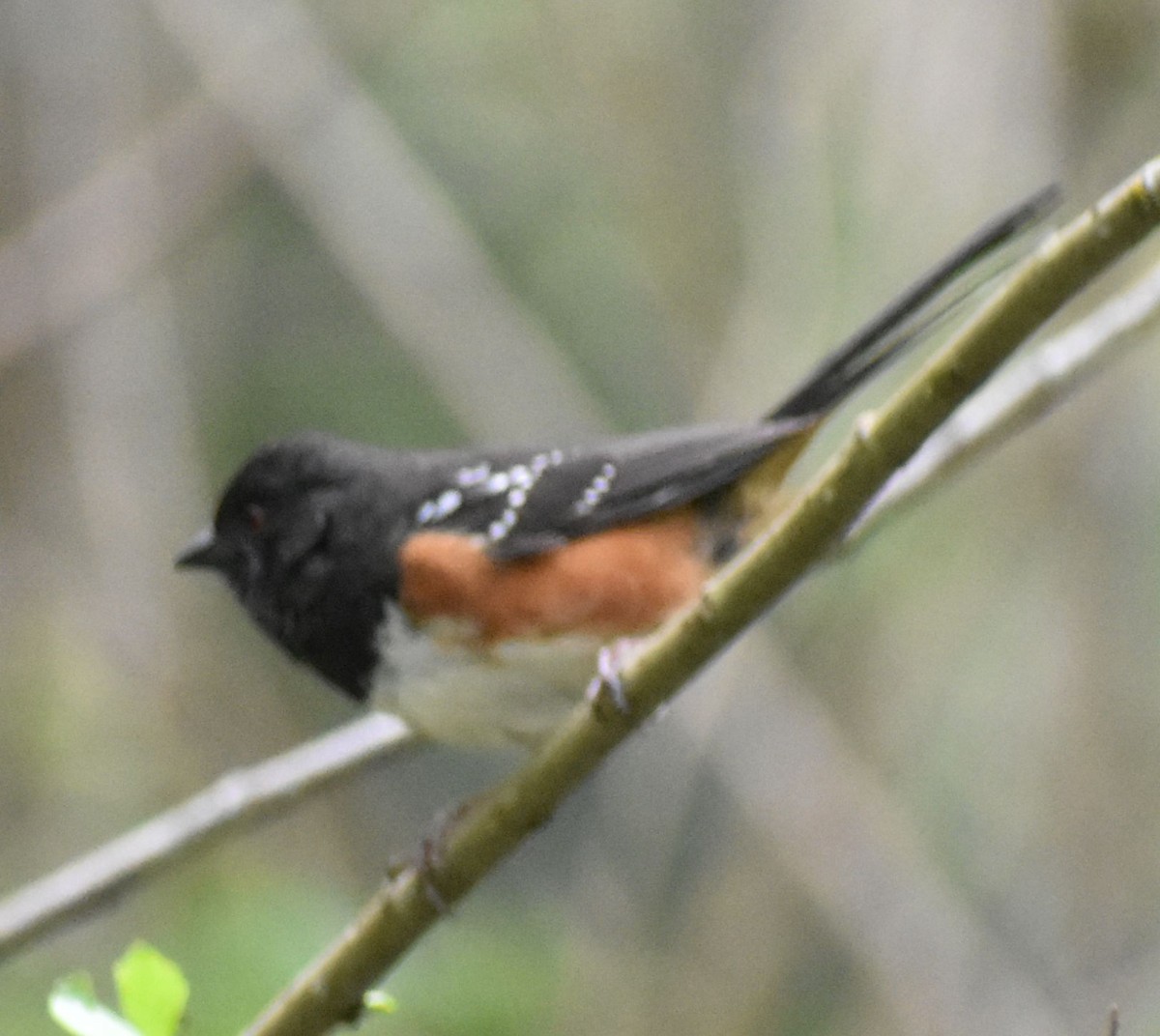 Spotted Towhee - ML619980415