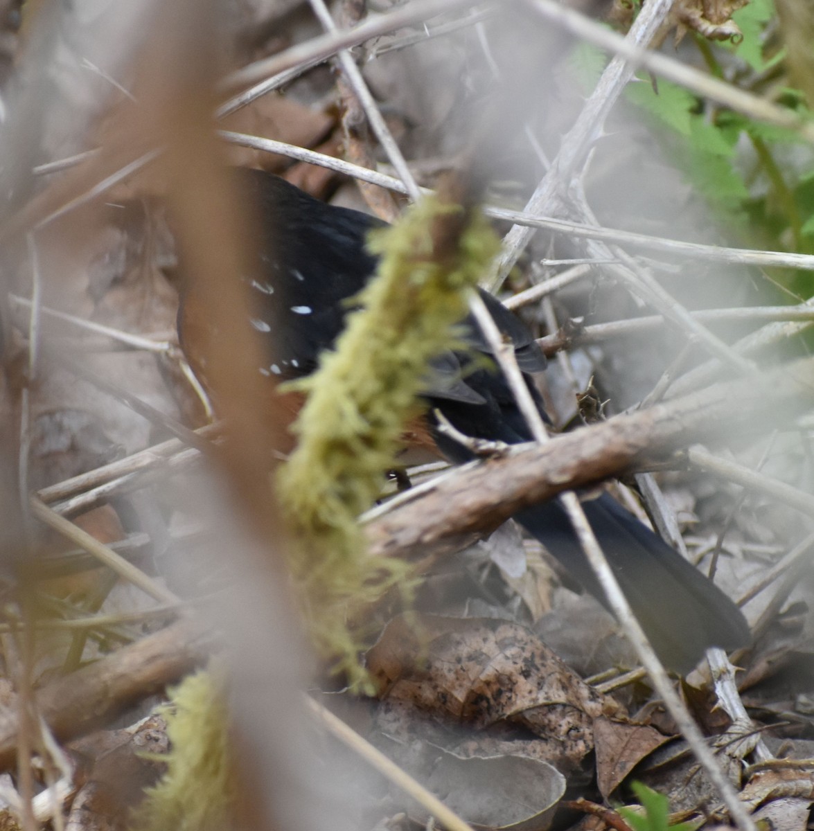 Spotted Towhee - ML619980416