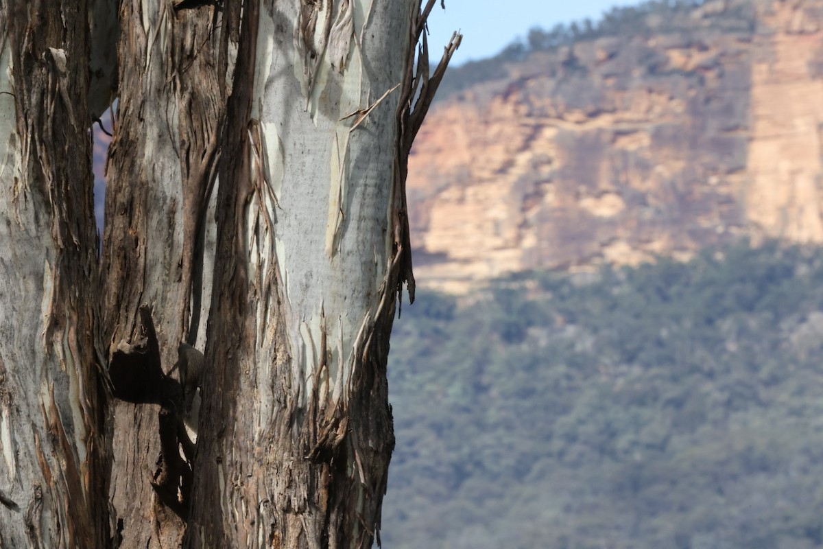 Brown Treecreeper - ML619980421