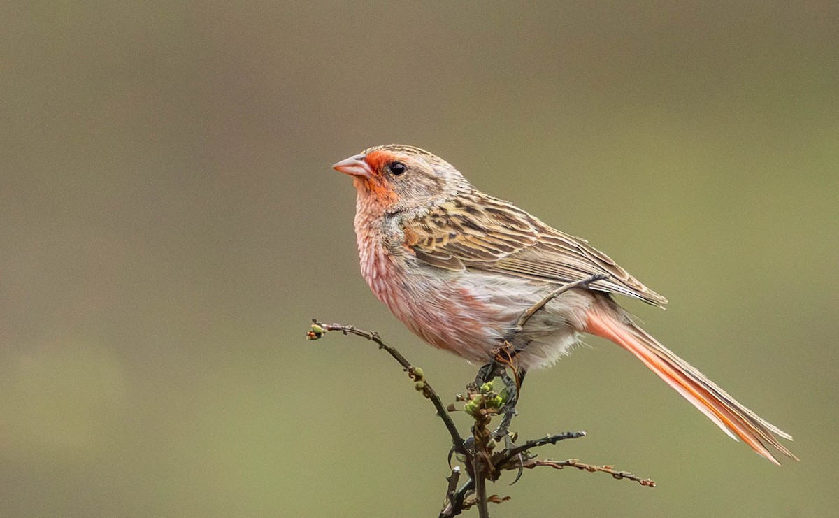 Przevalski's Pinktail - Garret Skead