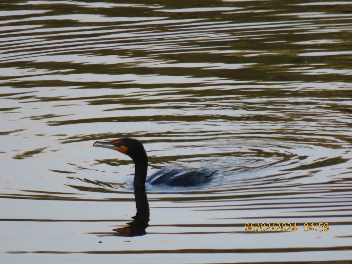 Cormorán Orejudo - ML619980462