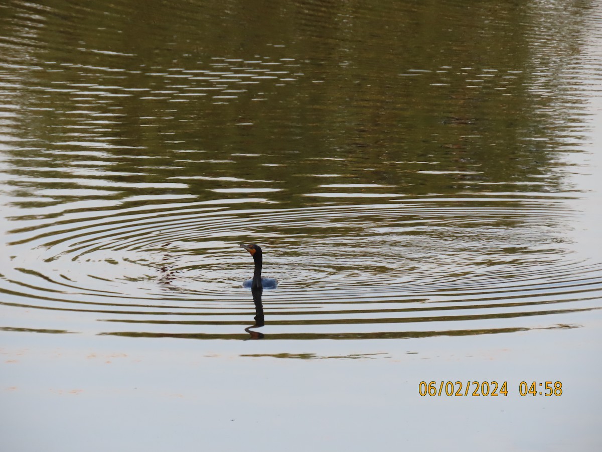 Cormorán Orejudo - ML619980463