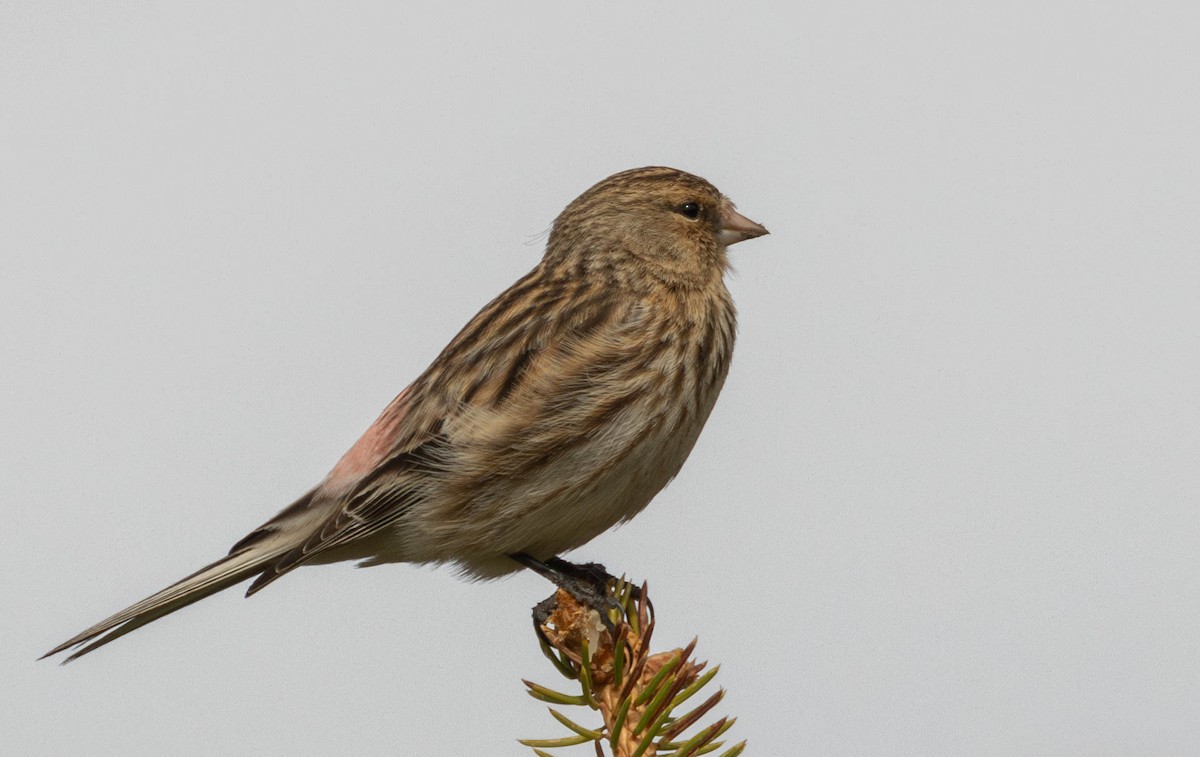 Twite - ML619980465