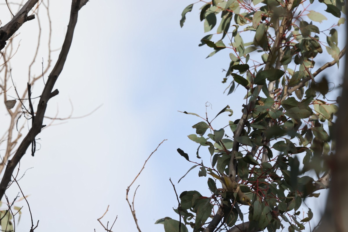 Fuscous Honeyeater - ML619980472