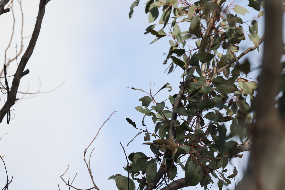 Fuscous Honeyeater - ML619980476