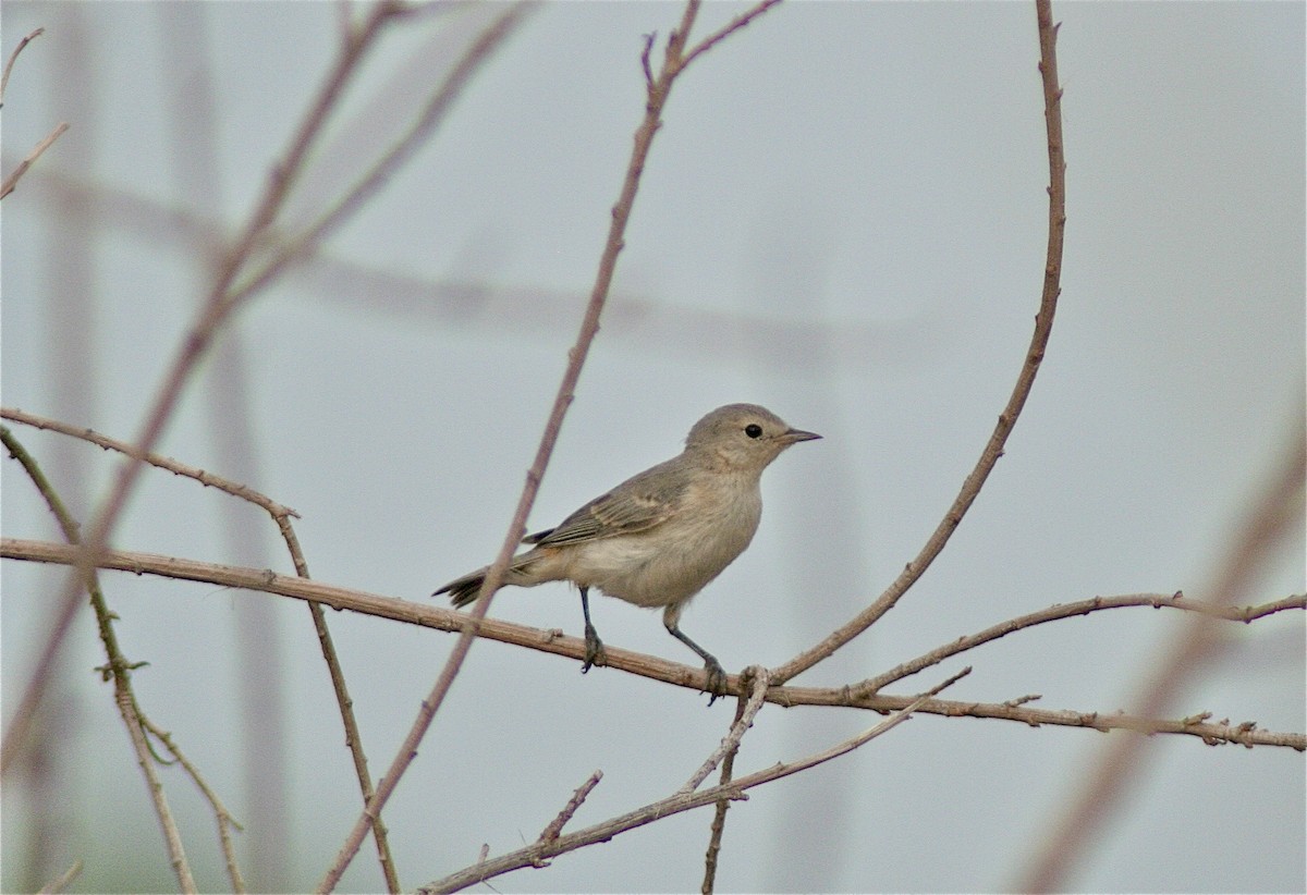 Lucy's Warbler - ML619980481
