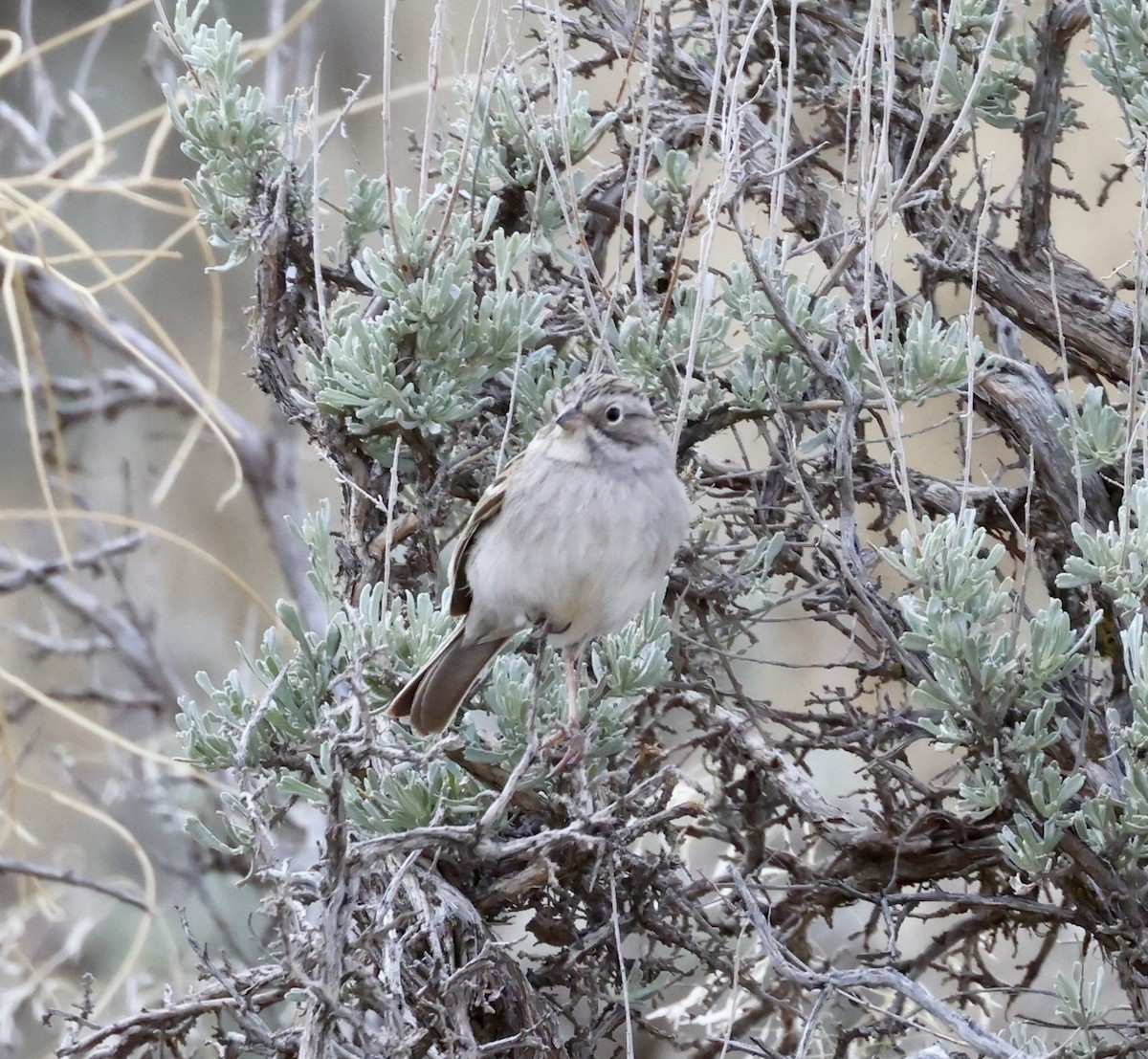 Brewer's Sparrow - ML619980500