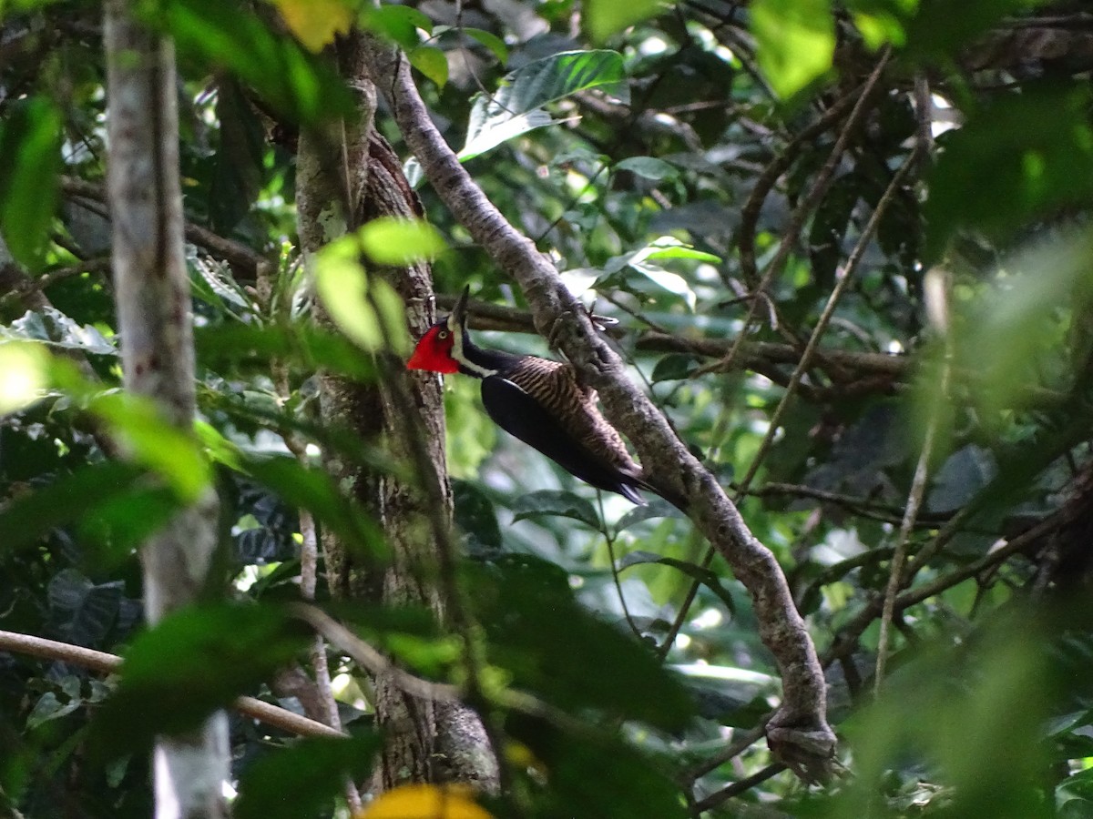 Crimson-crested Woodpecker - ML619980503