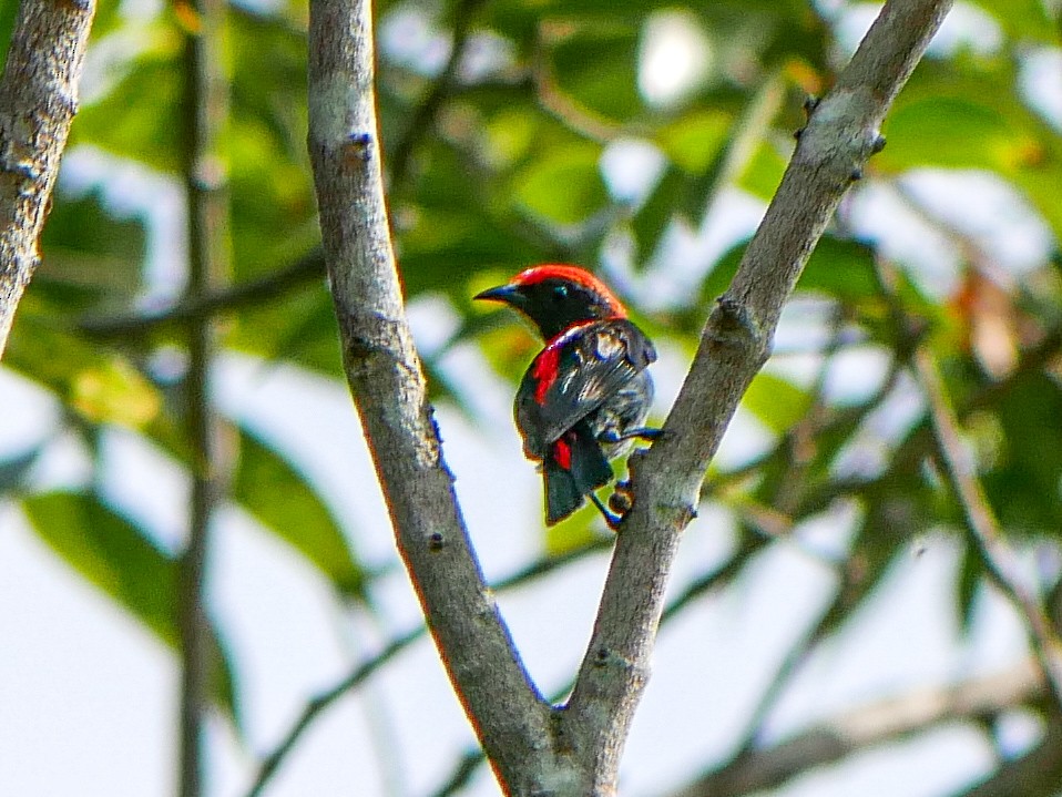 Scarlet-backed Flowerpecker - ML619980542
