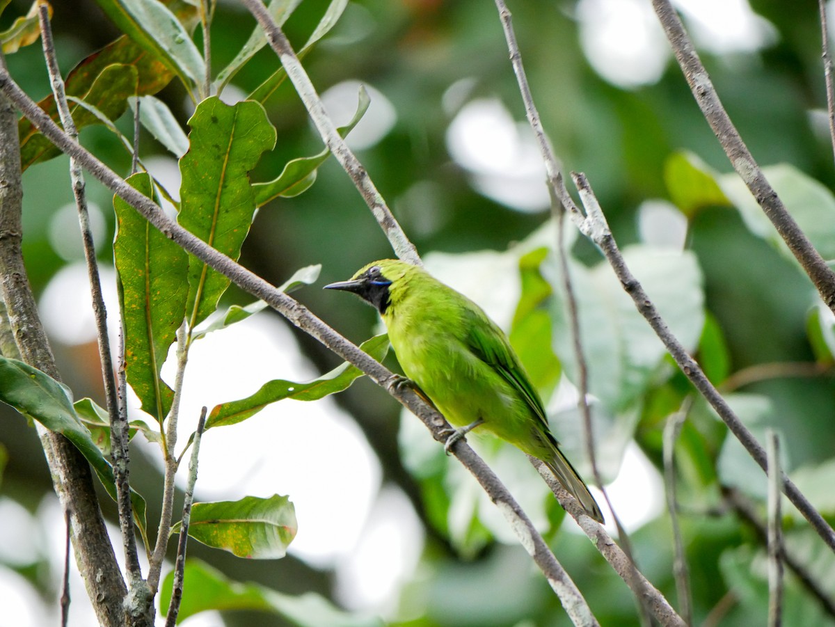 Greater Green Leafbird - ML619980561