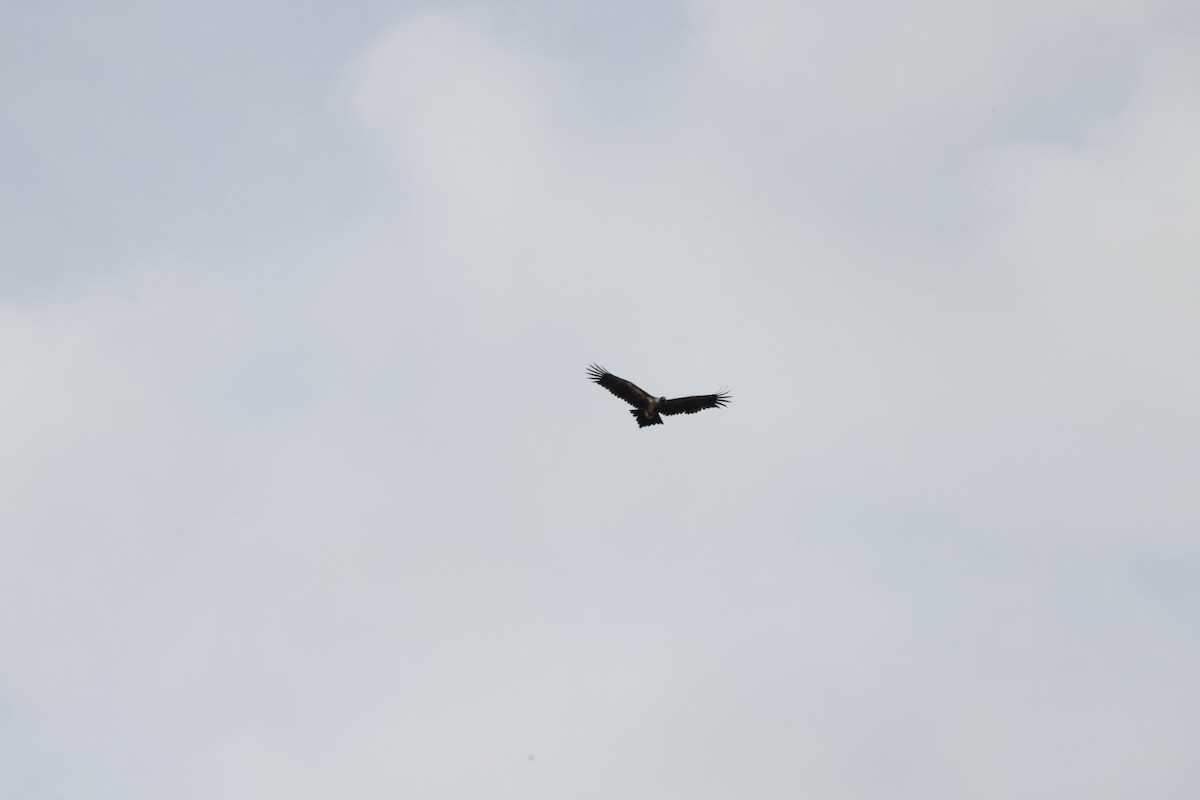 Wedge-tailed Eagle - ML619980581