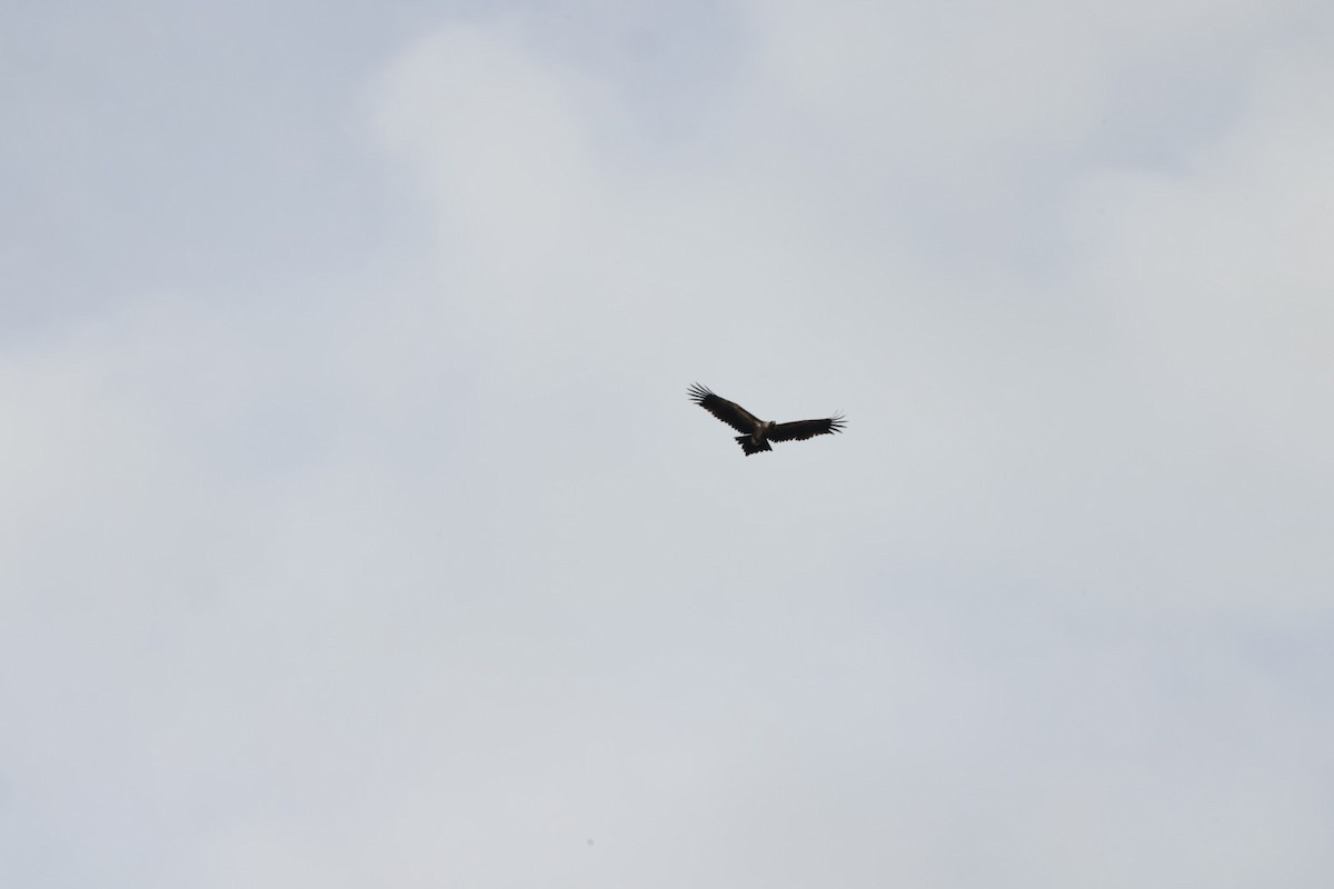 Wedge-tailed Eagle - ML619980582