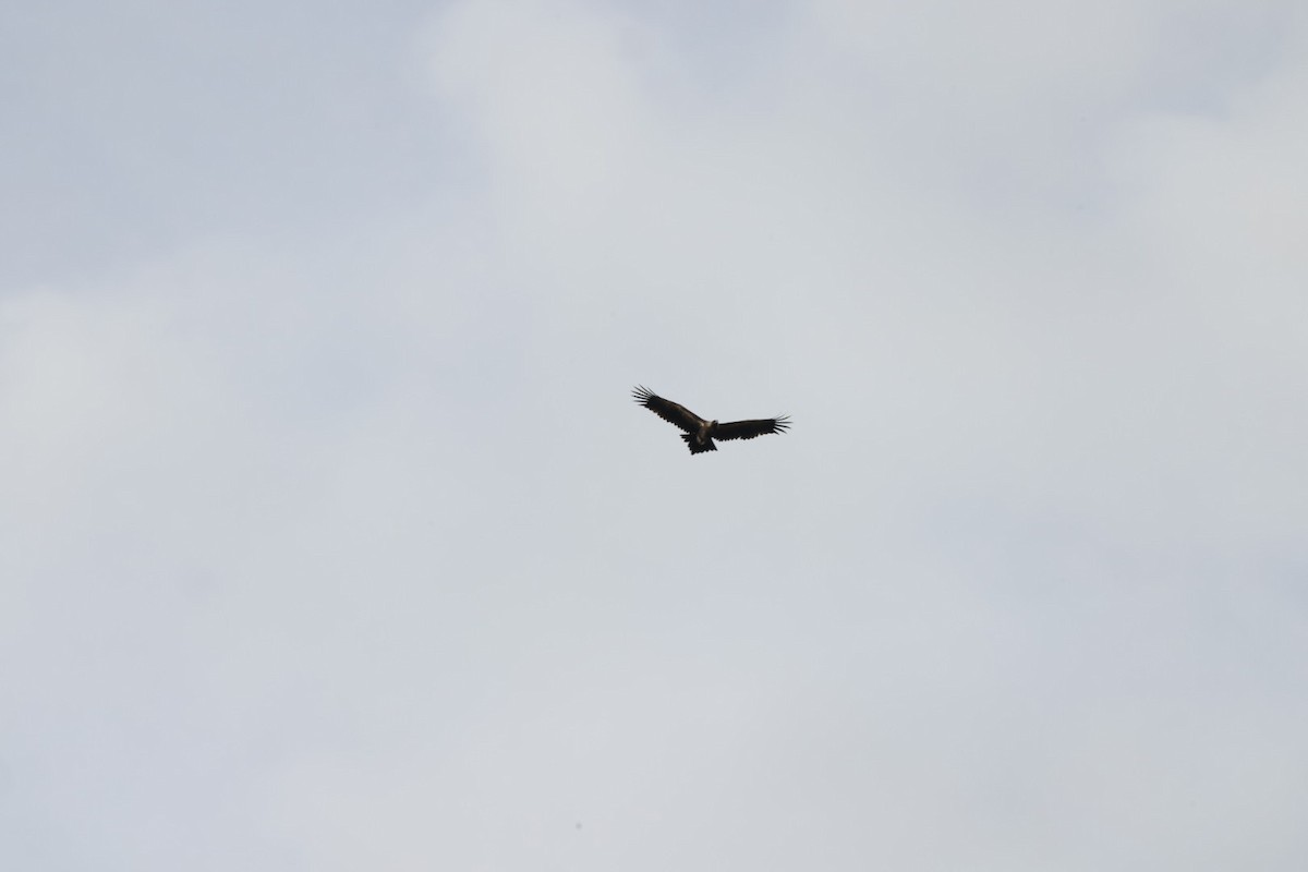 Wedge-tailed Eagle - ML619980583