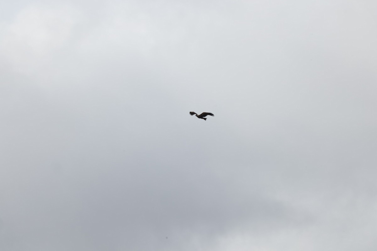 Wedge-tailed Eagle - ML619980591