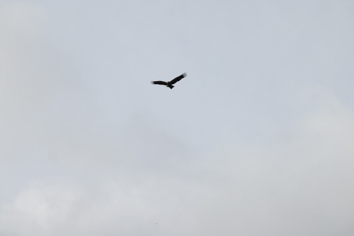 Wedge-tailed Eagle - ML619980592