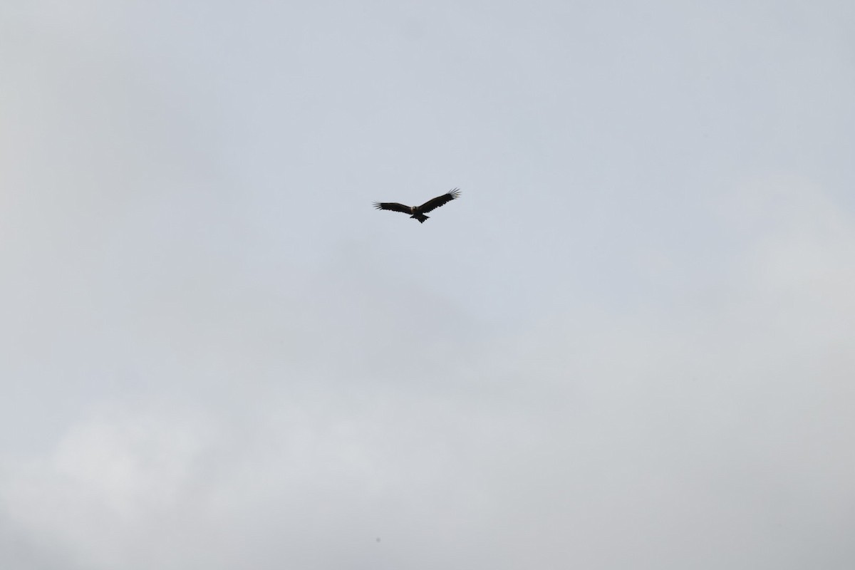 Wedge-tailed Eagle - ML619980593