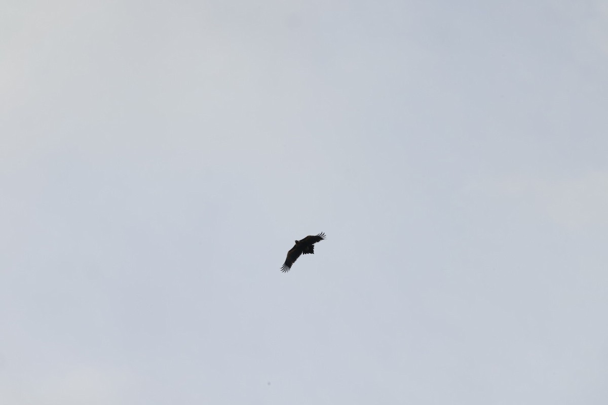 Wedge-tailed Eagle - ML619980594