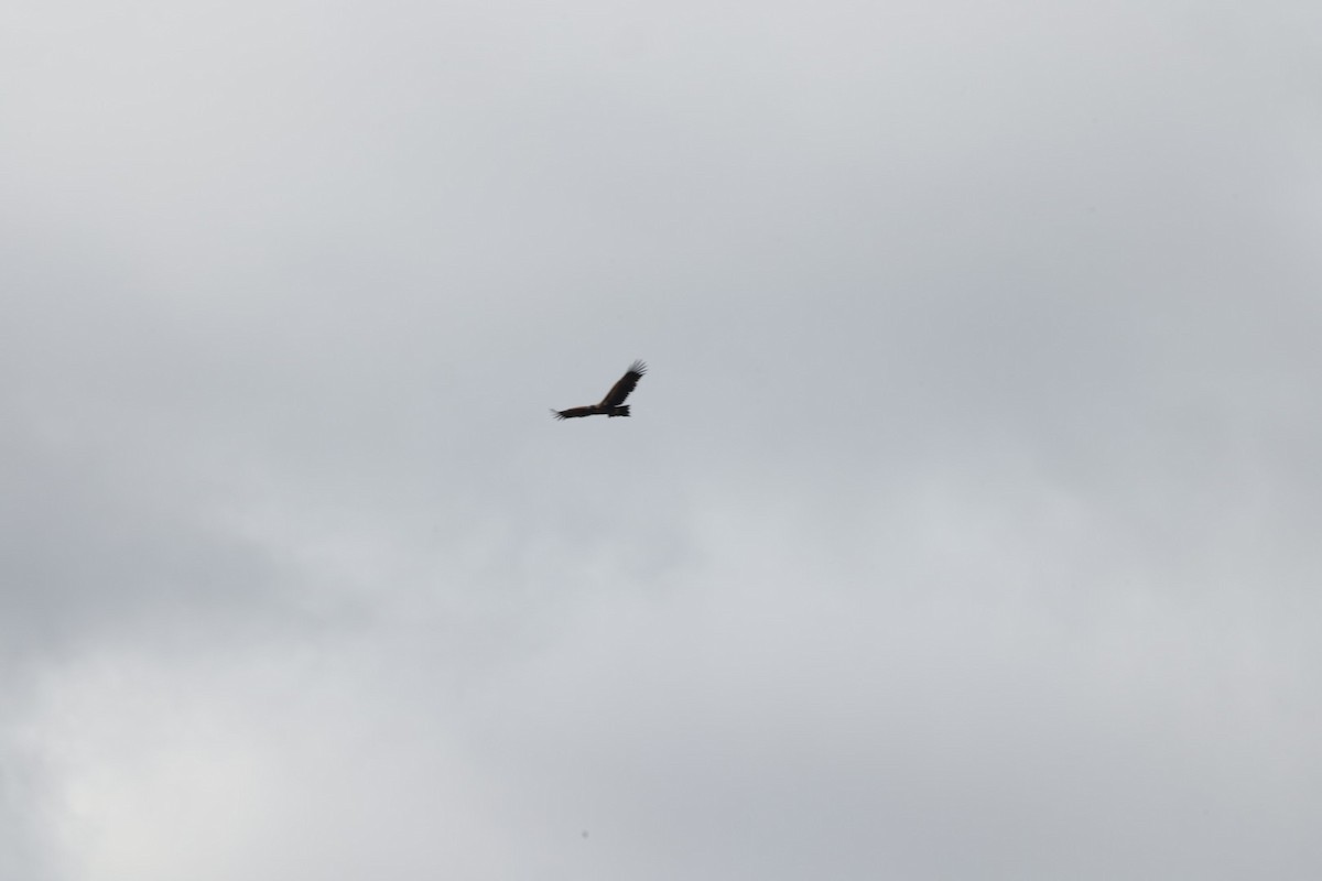 Wedge-tailed Eagle - ML619980595