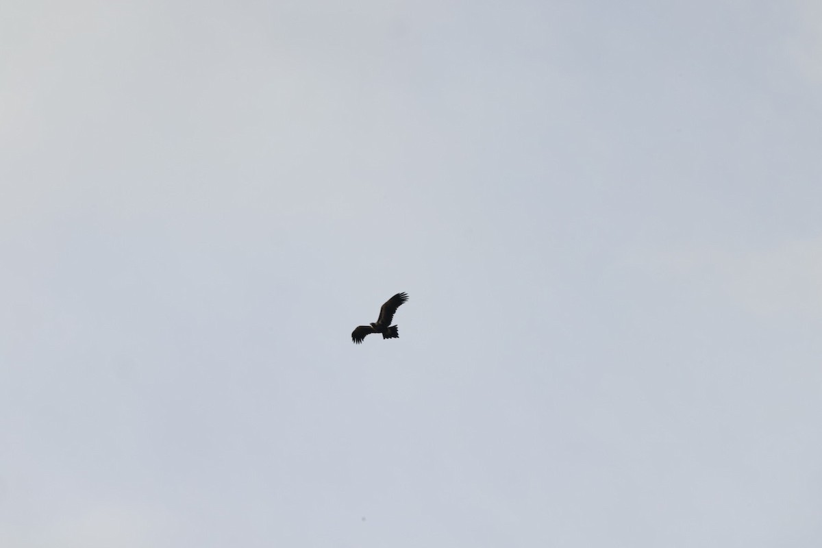 Wedge-tailed Eagle - ML619980596