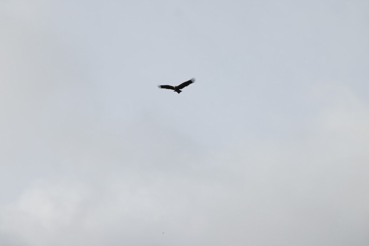 Wedge-tailed Eagle - ML619980597