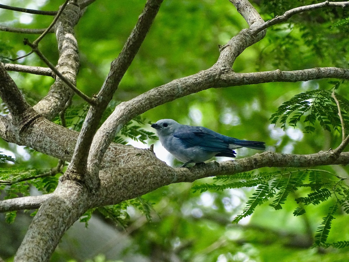 Blue-gray Tanager - ML619980598