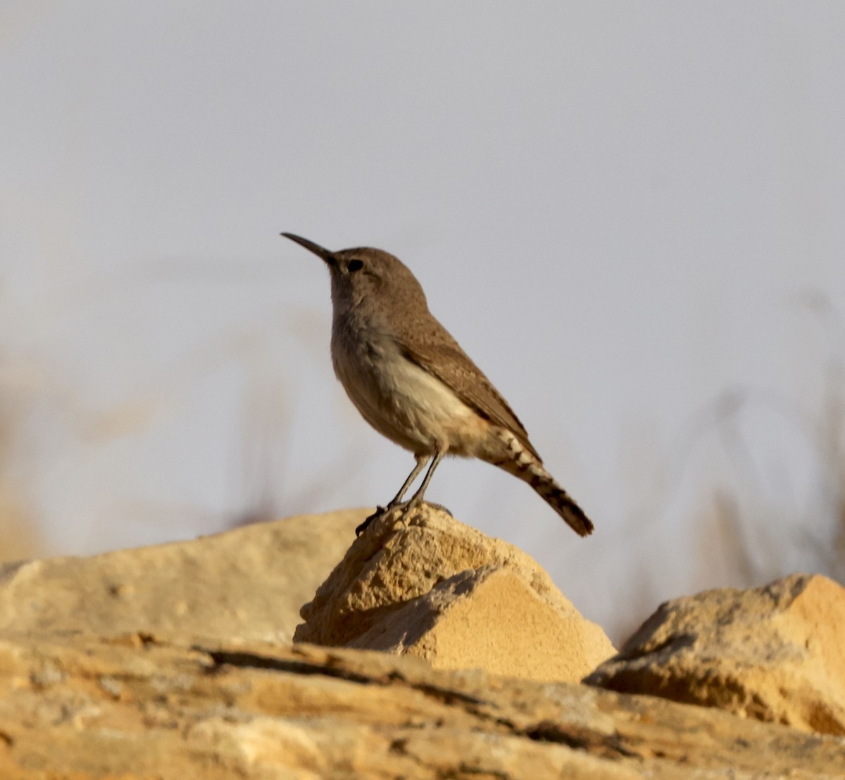 Rock Wren - ML619980599