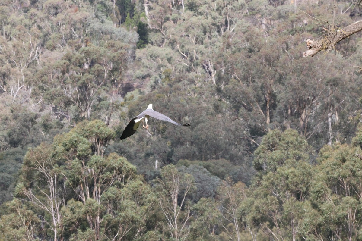 White-bellied Sea-Eagle - ML619980604