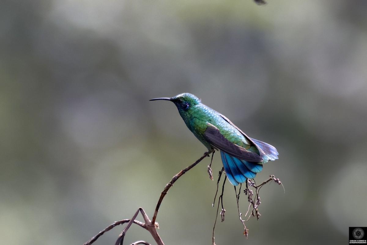 kolibřík modrolící - ML619980618