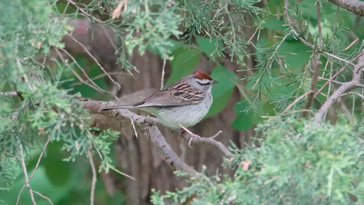Chipping Sparrow - ML619980626