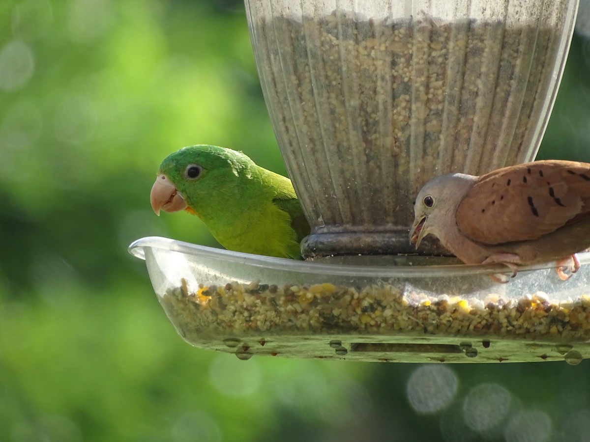 Orange-chinned Parakeet - ML619980632