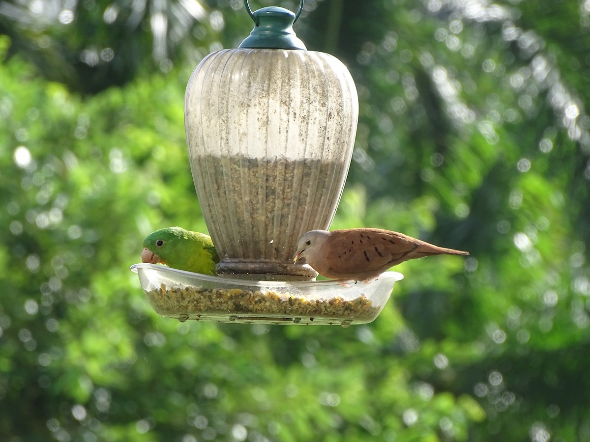 Orange-chinned Parakeet - ML619980633