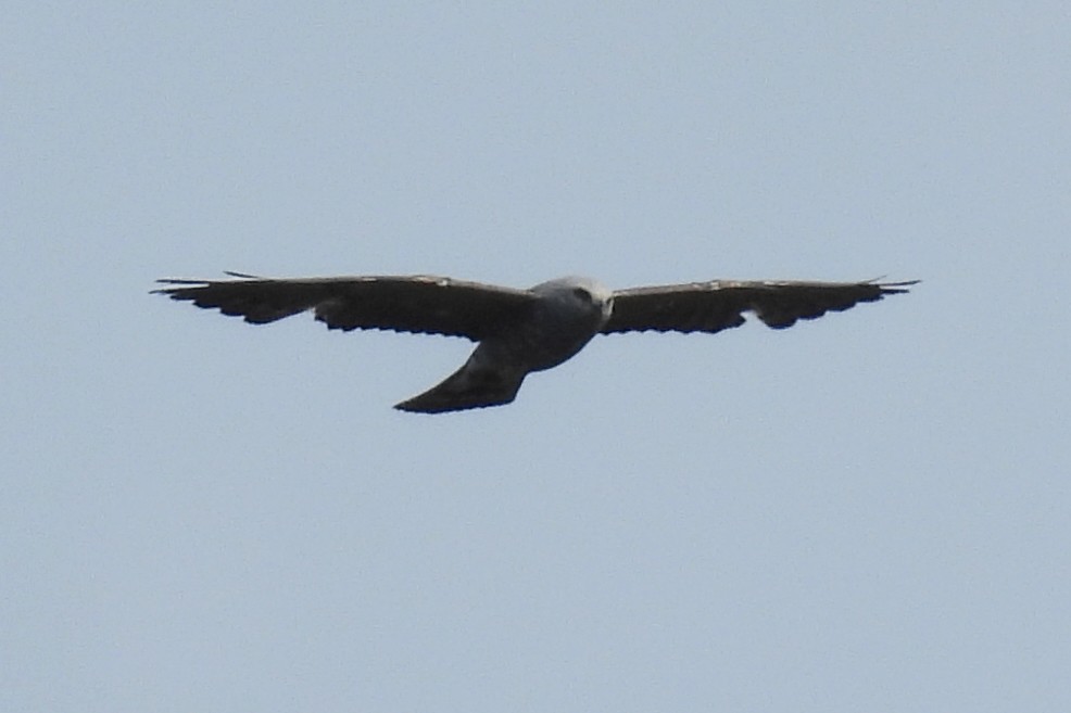 Mississippi Kite - ML619980637