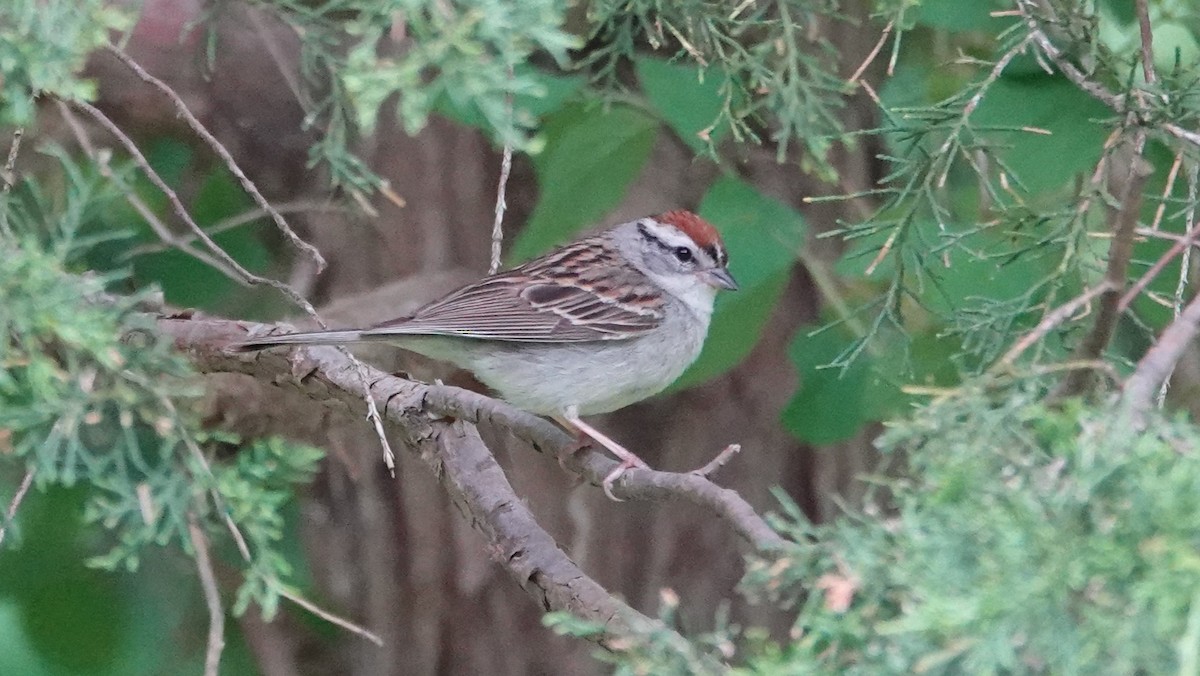 Chipping Sparrow - ML619980638