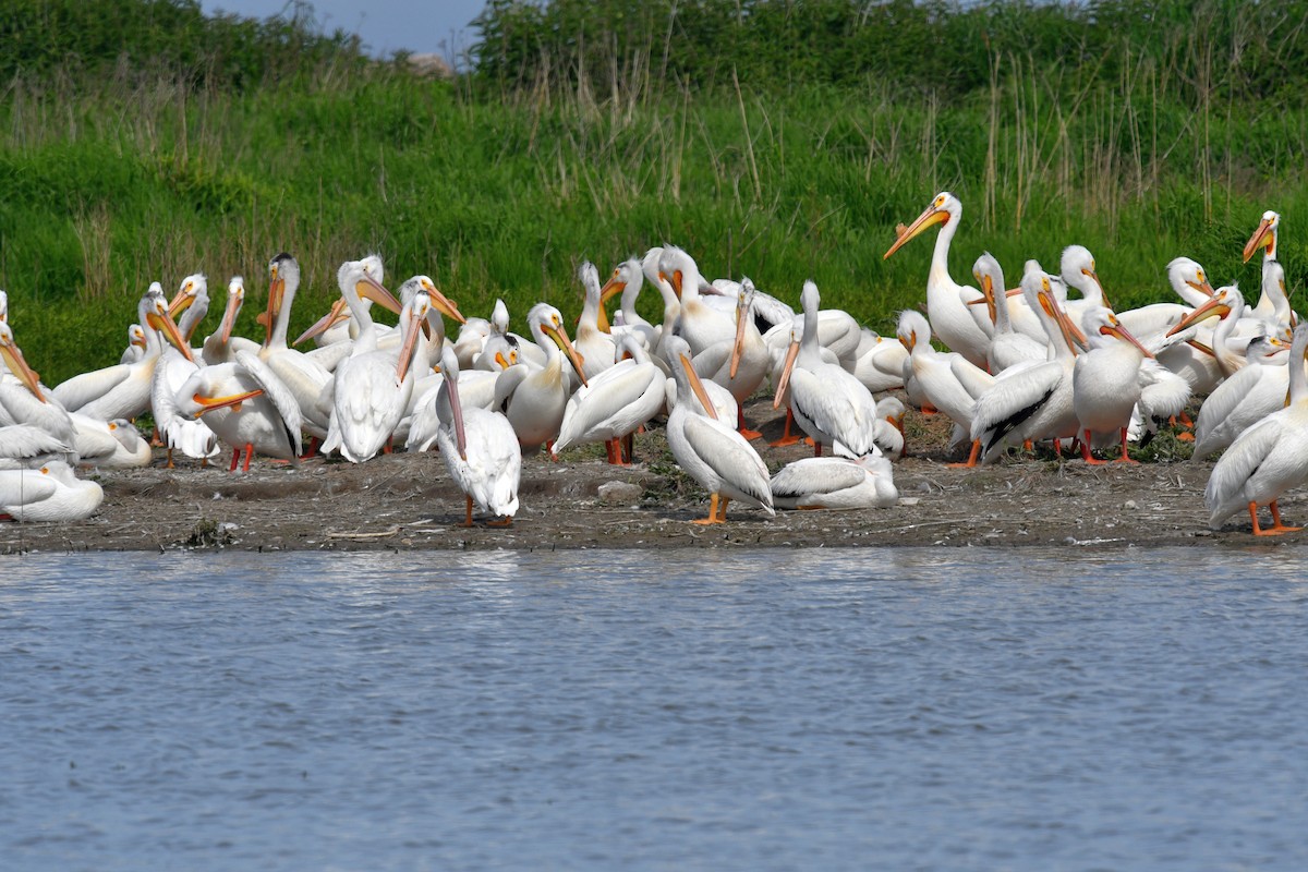 pelikán severoamerický - ML619980668