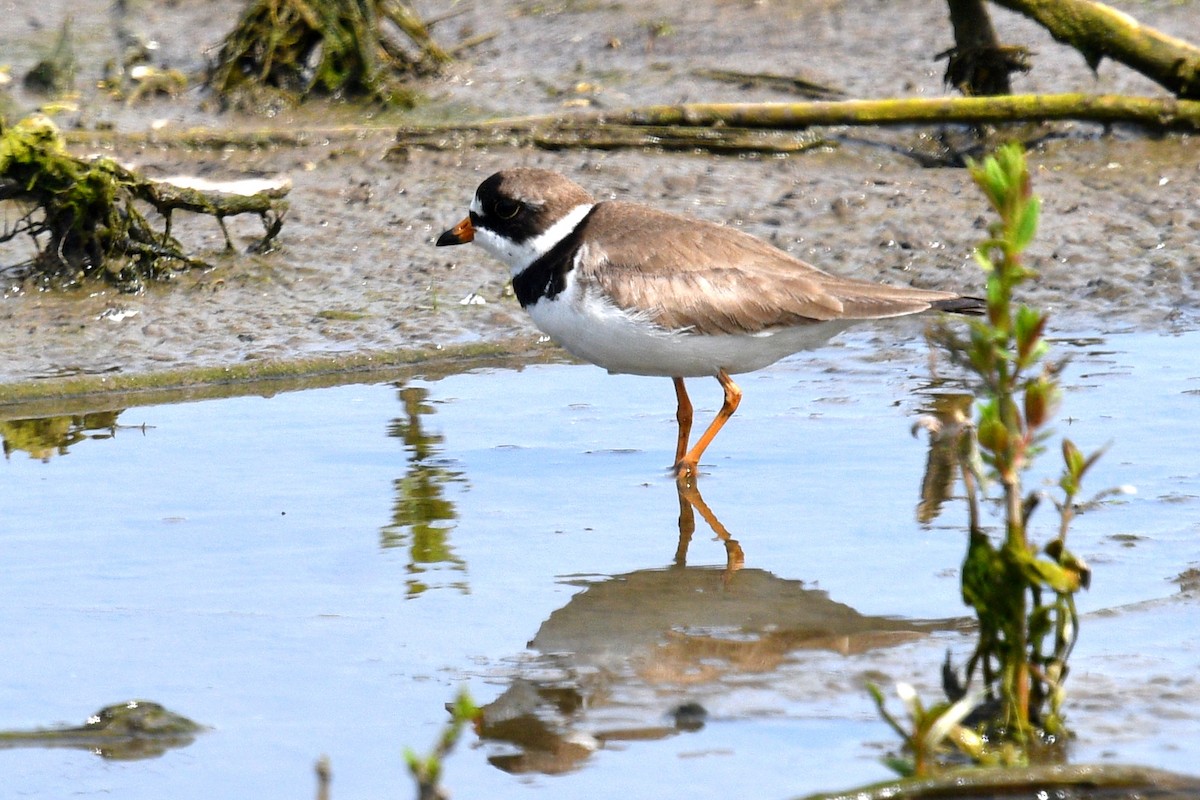 Semipalmated Plover - ML619980672