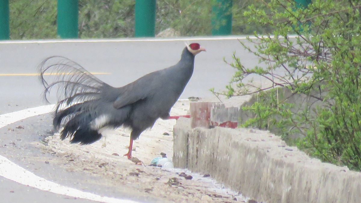 Blue Eared-Pheasant - ML619980675