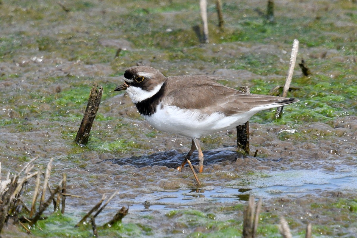 Semipalmated Plover - ML619980676