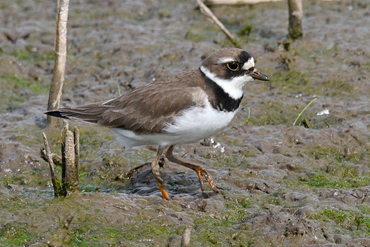 Semipalmated Plover - ML619980679