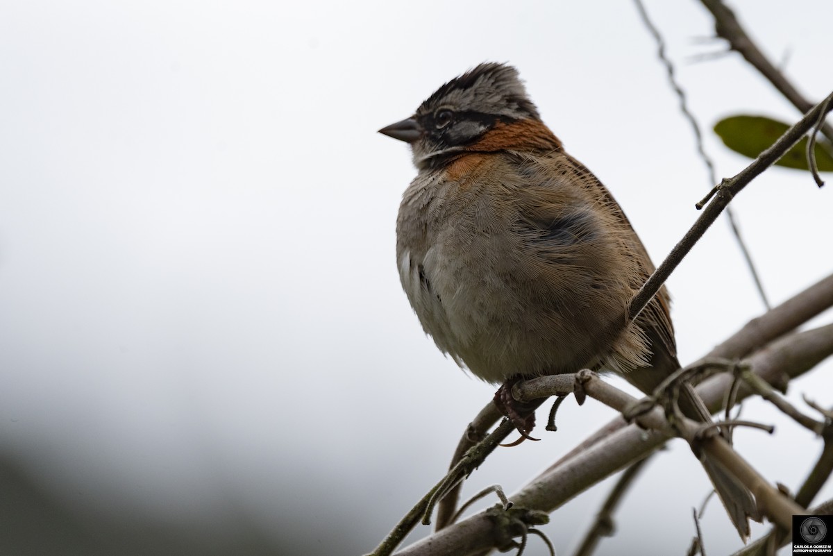 Rufous-collared Sparrow - ML619980729