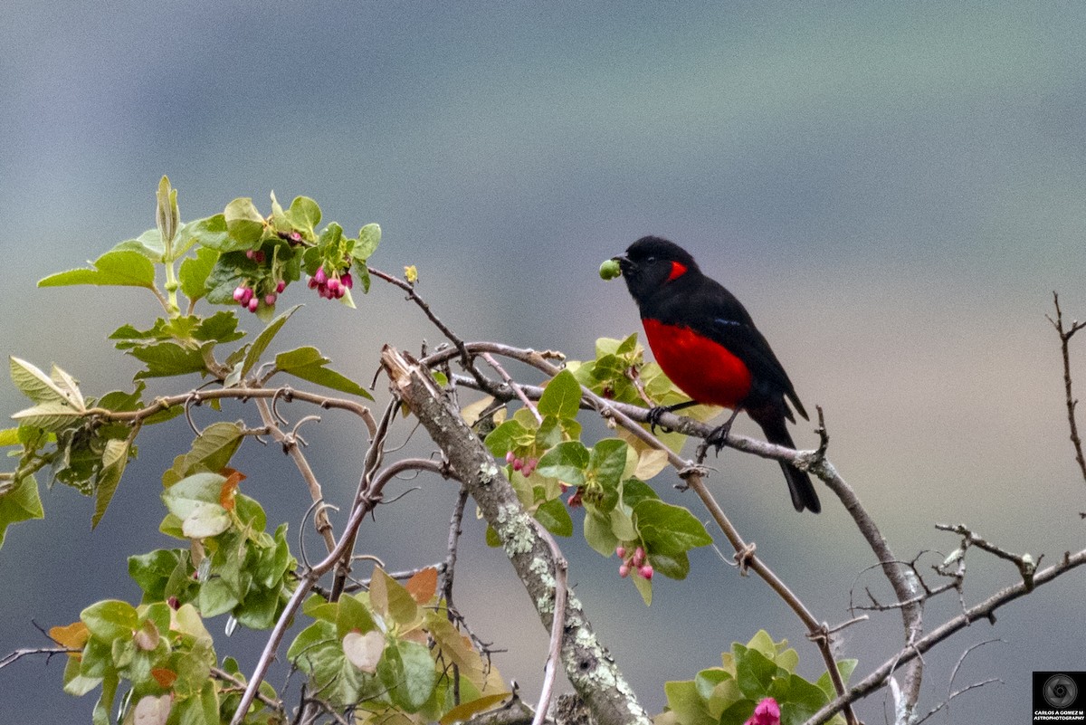 Scarlet-bellied Mountain Tanager - ML619980747