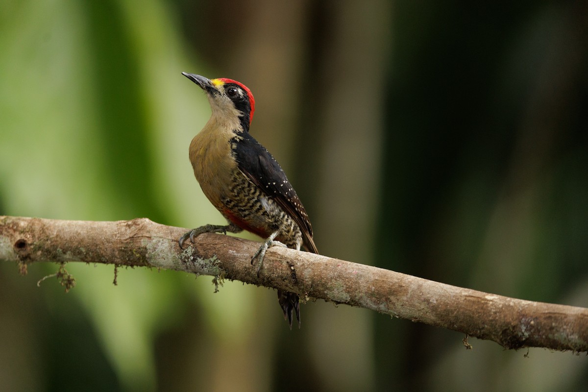 Black-cheeked Woodpecker - ML619980751