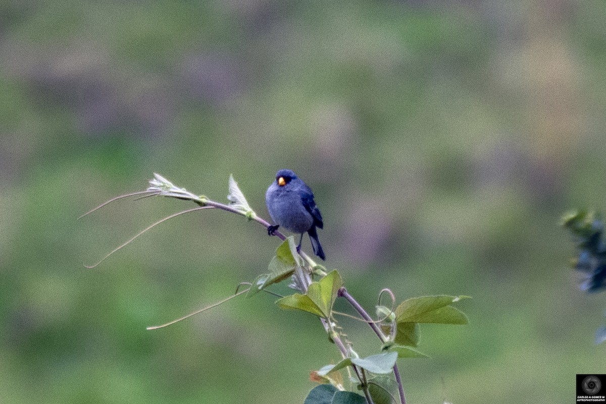 Band-tailed Seedeater - ML619980760